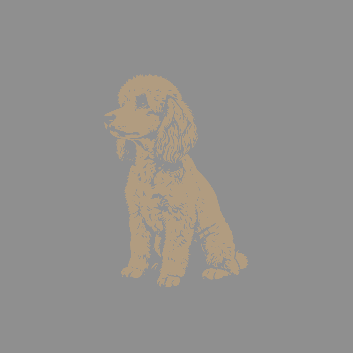 Tan poodle sitting and looking left on a gray background.