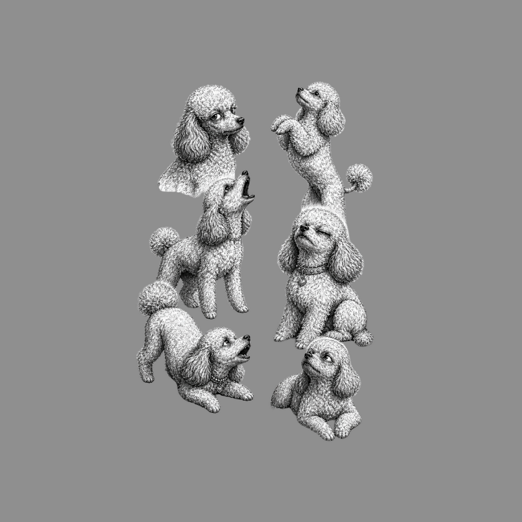 Six poodles in various poses, rendered in black and white on a gray background.