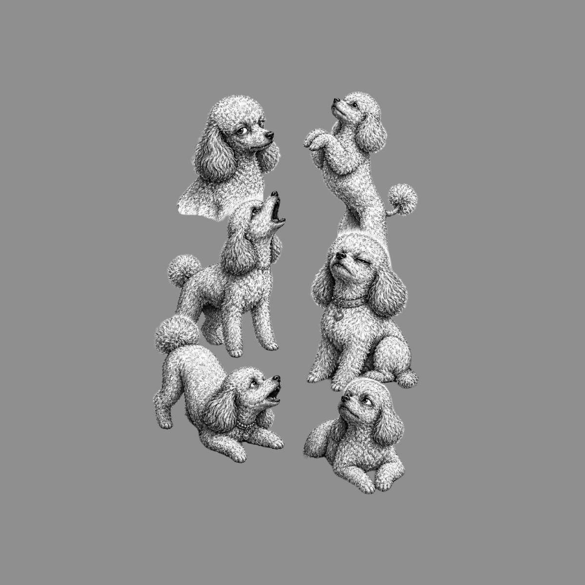 Six poodles in various poses, rendered in black and white on a gray background.