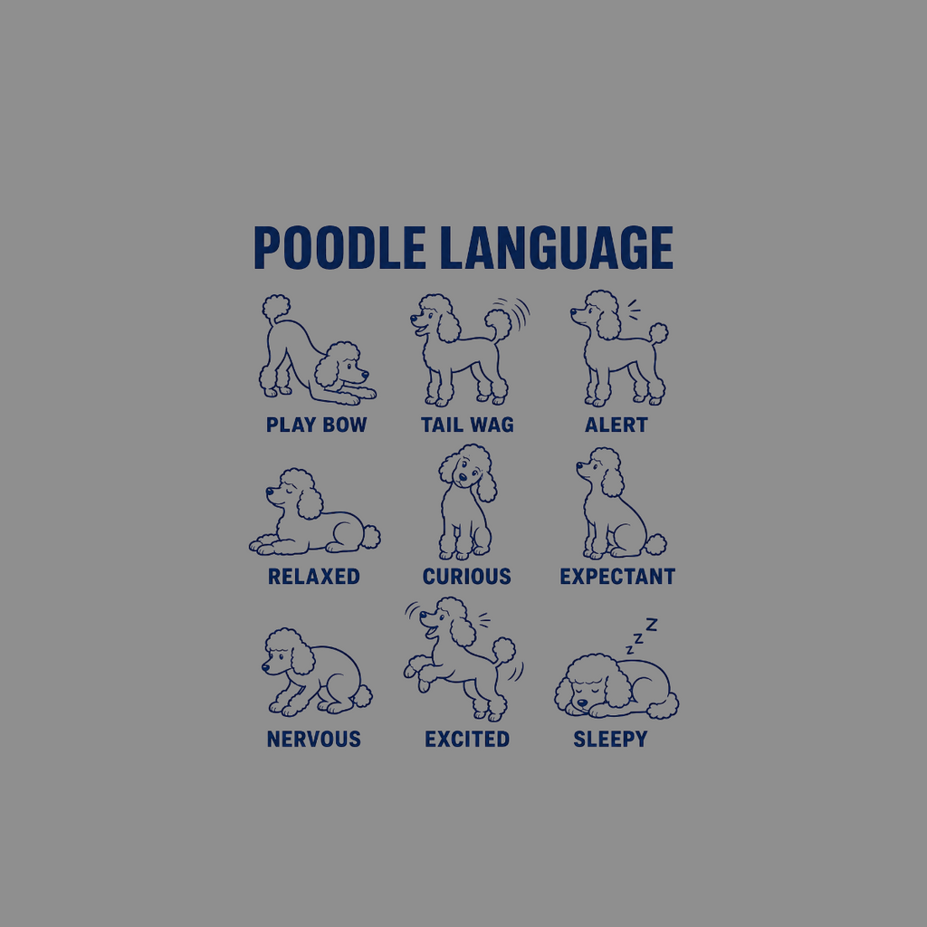 Poodle Language chart showing eight different poses with descriptions: play bow, tail wag, alert, relaxed, curious, expectant, nervous, excited, and sleepy.