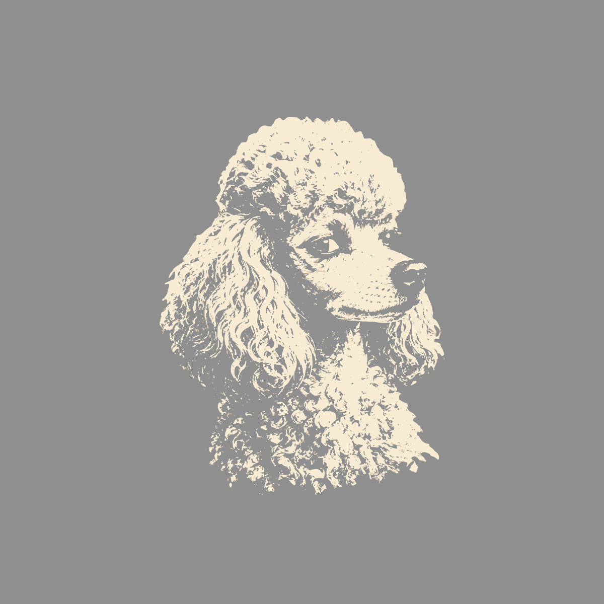 Light cream poodle portrait on gray background.