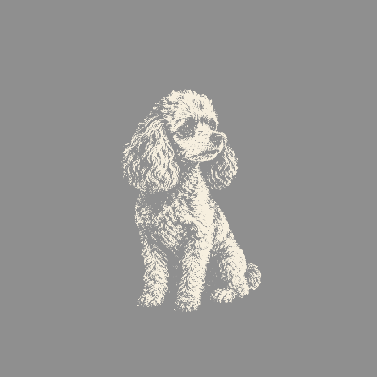 Cream-colored poodle sitting and looking right against a gray background.