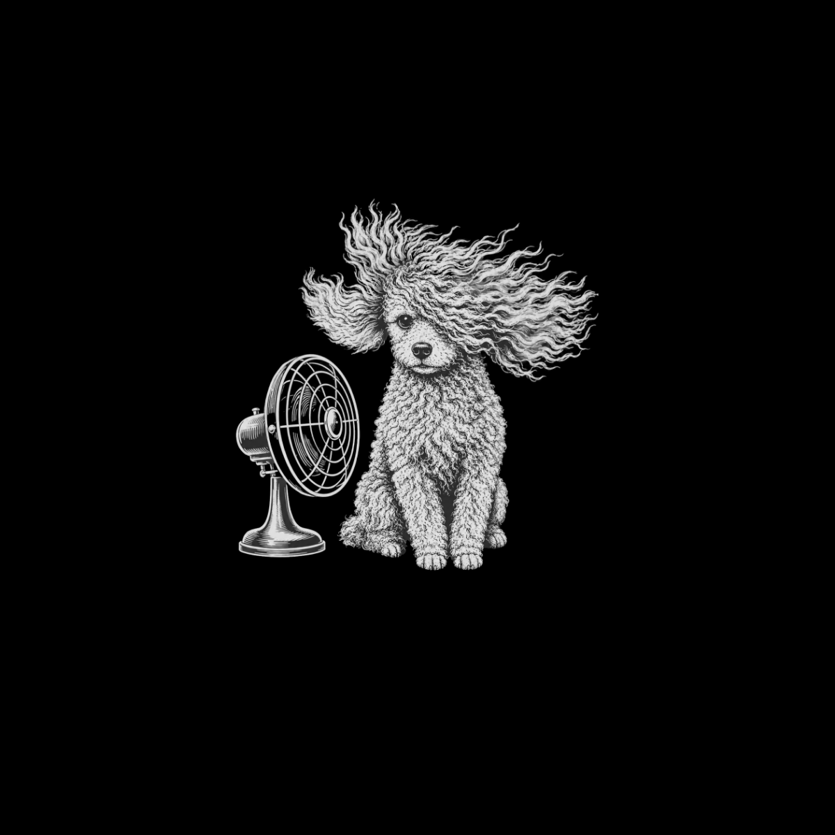 Poodle with fur blowing in wind from a vintage fan on black background.